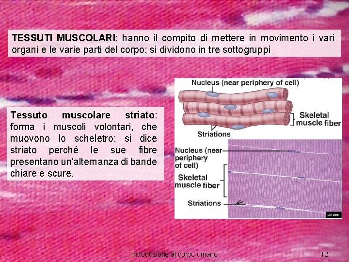 TESSUTI MUSCOLARI: hanno il compito di mettere in movimento i vari organi e le