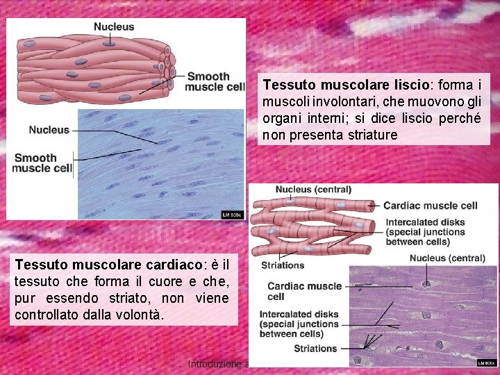 Tessuto muscolare liscio: forma i muscoli involontari, che muovono gli organi interni; si dice