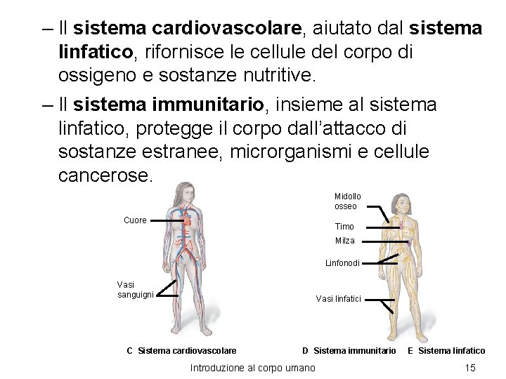 – Il sistema cardiovascolare, aiutato dal sistema linfatico, rifornisce le cellule del corpo di