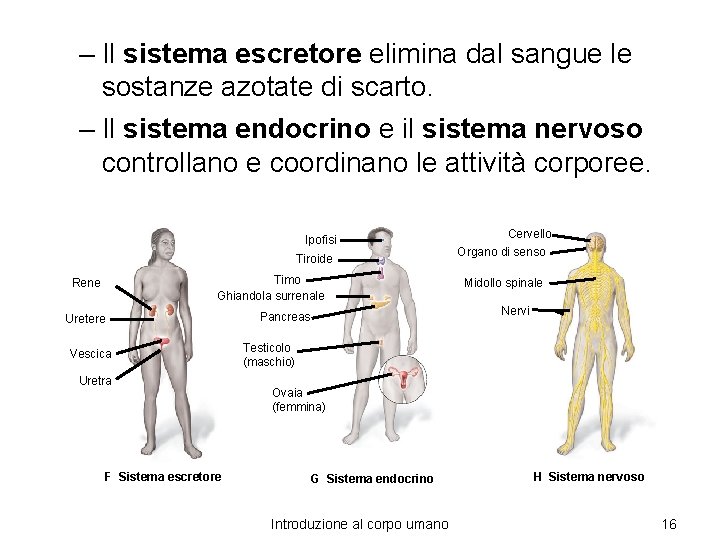 – Il sistema escretore elimina dal sangue le sostanze azotate di scarto. – Il