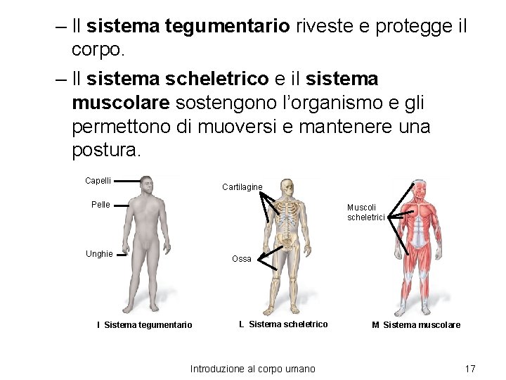 – Il sistema tegumentario riveste e protegge il corpo. – Il sistema scheletrico e