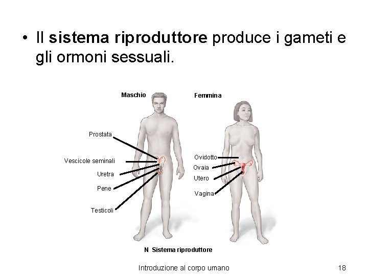  • Il sistema riproduttore produce i gameti e gli ormoni sessuali. Maschio Femmina