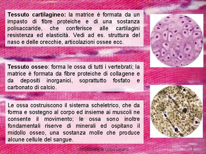 Tessuto cartilagineo: la matrice è formata da un impasto di fibre proteiche e di