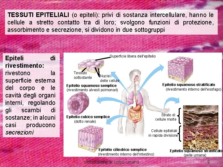 TESSUTI EPITELIALI (o epiteli): privi di sostanza intercellulare, hanno le cellule a stretto contatto