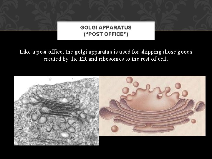 GOLGI APPARATUS (“POST OFFICE”) Like a post office, the golgi apparatus is used for