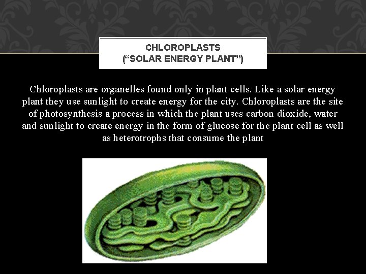 CHLOROPLASTS (“SOLAR ENERGY PLANT”) Chloroplasts are organelles found only in plant cells. Like a