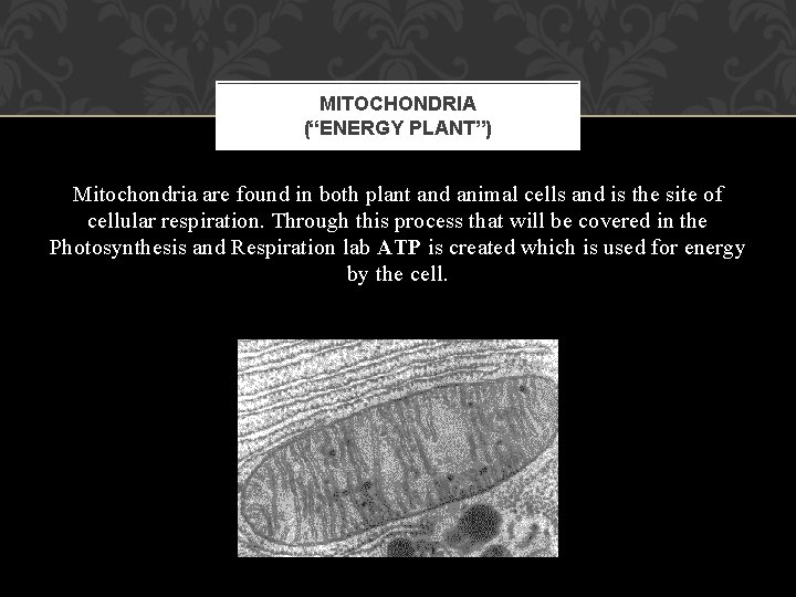 MITOCHONDRIA (“ENERGY PLANT”) Mitochondria are found in both plant and animal cells and is