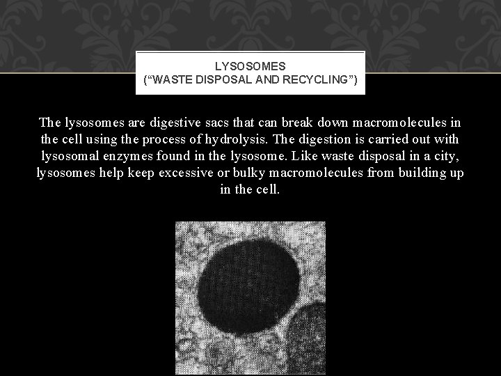 LYSOSOMES (“WASTE DISPOSAL AND RECYCLING”) The lysosomes are digestive sacs that can break down