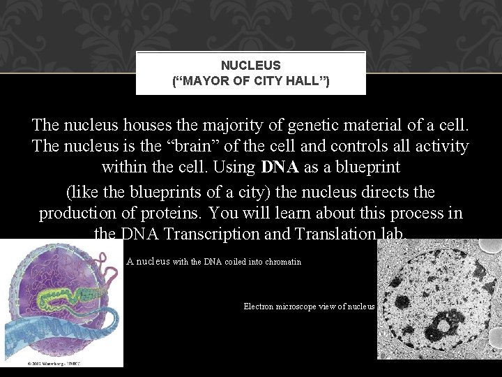 NUCLEUS (“MAYOR OF CITY HALL”) The nucleus houses the majority of genetic material of