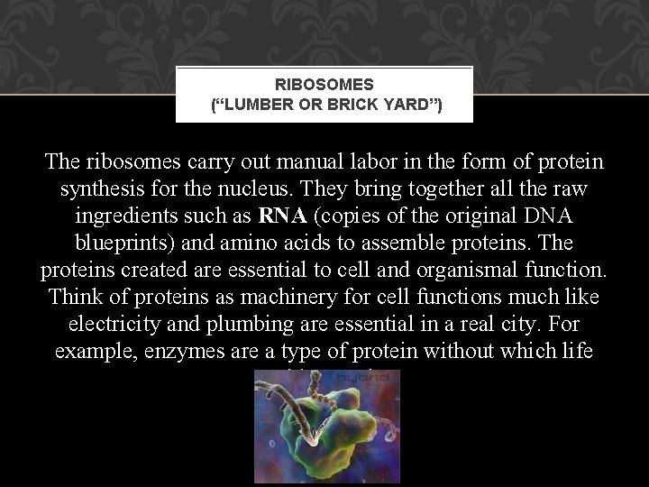 RIBOSOMES (“LUMBER OR BRICK YARD”) The ribosomes carry out manual labor in the form