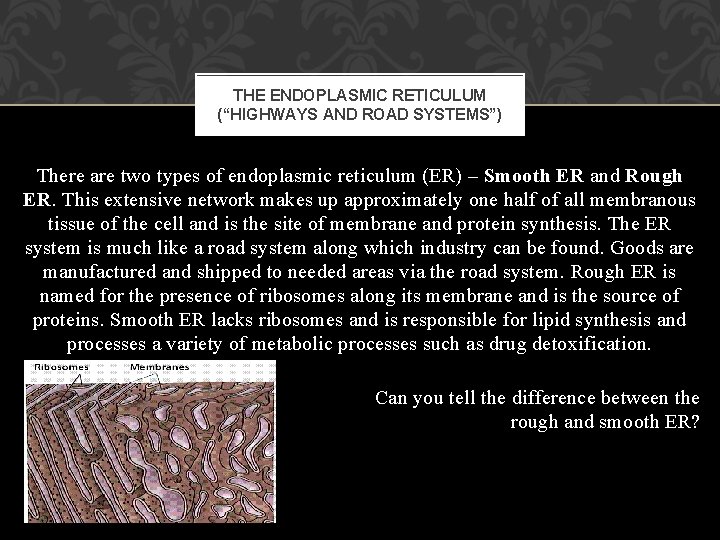 THE ENDOPLASMIC RETICULUM (“HIGHWAYS AND ROAD SYSTEMS”) There are two types of endoplasmic reticulum