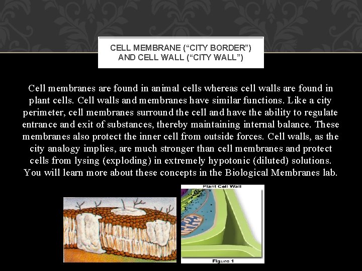 CELL MEMBRANE (“CITY BORDER”) AND CELL WALL (“CITY WALL”) Cell membranes are found in