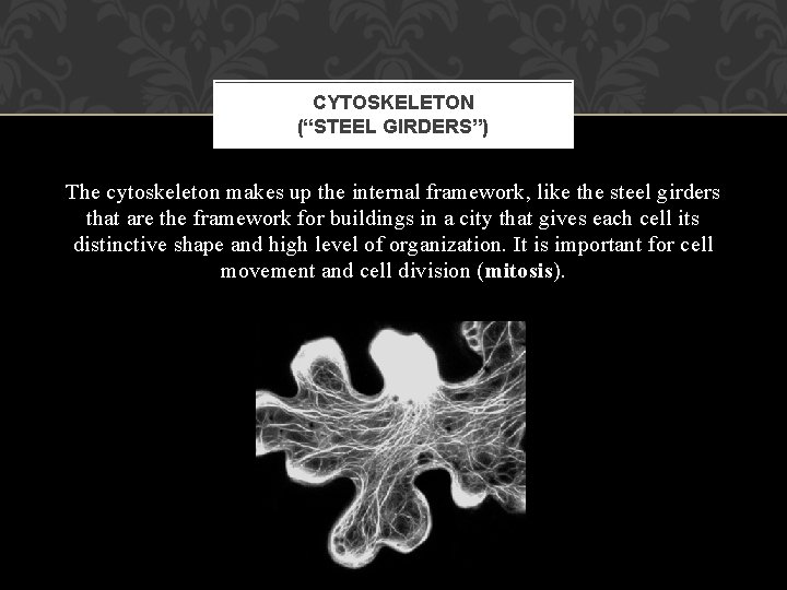 CYTOSKELETON (“STEEL GIRDERS”) The cytoskeleton makes up the internal framework, like the steel girders