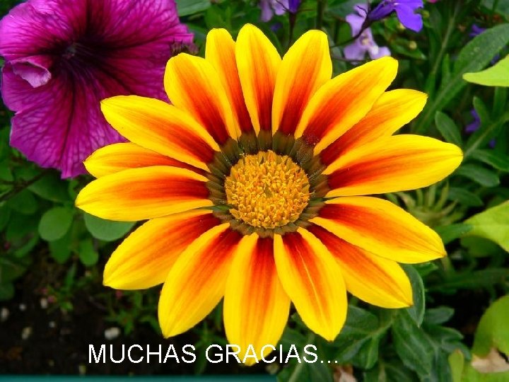 MUCHAS GRACIAS. . . MUCHAS GRACIAS. . .