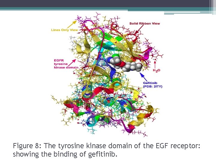 Figure 8: The tyrosine kinase domain of the EGF receptor: showing the binding of