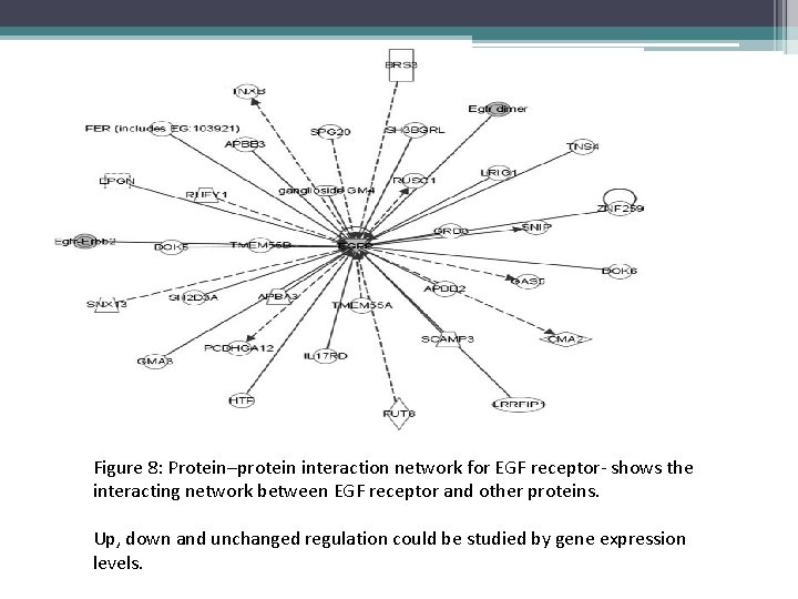 Figure 8: Protein–protein interaction network for EGF receptor- shows the interacting network between EGF