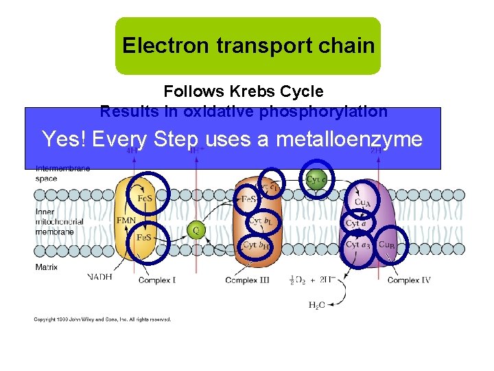 Electron transport chain Follows Krebs Cycle Results in oxidative phosphorylation Yes! Every Step uses