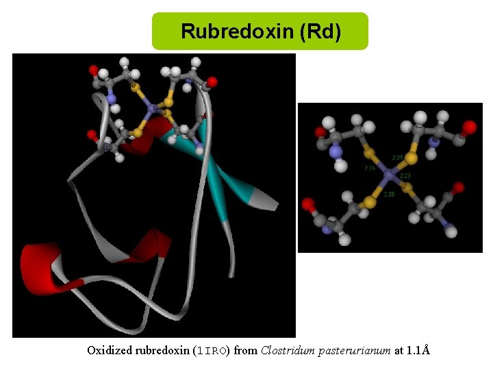 Rubredoxin (Rd) Oxidized rubredoxin (1 IRO) from Clostridum pasterurianum at 1. 1Å 