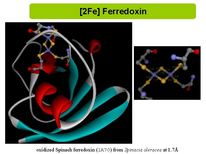[2 Fe] Ferredoxin oxidized Spinach ferredoxin (1 A 70) from Spinacia oleracea at 1.