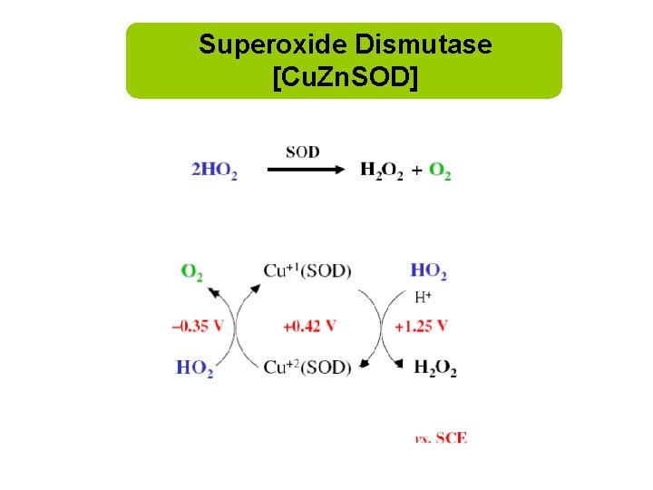 Superoxide Dismutase [Cu. Zn. SOD] 