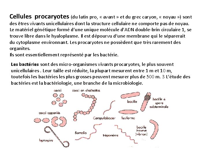 Cellules procaryotes (du latin pro, « avant » et du grec caryon, « noyau