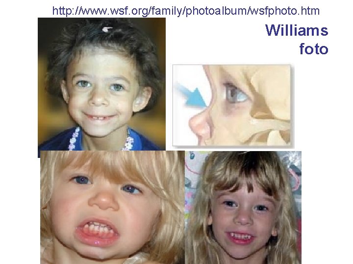 http: //www. wsf. org/family/photoalbum/wsfphoto. htm Williams foto 