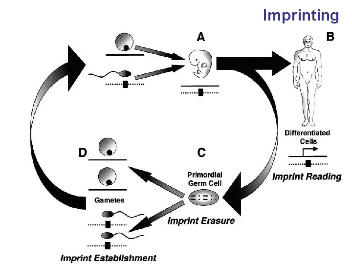 Imprinting 