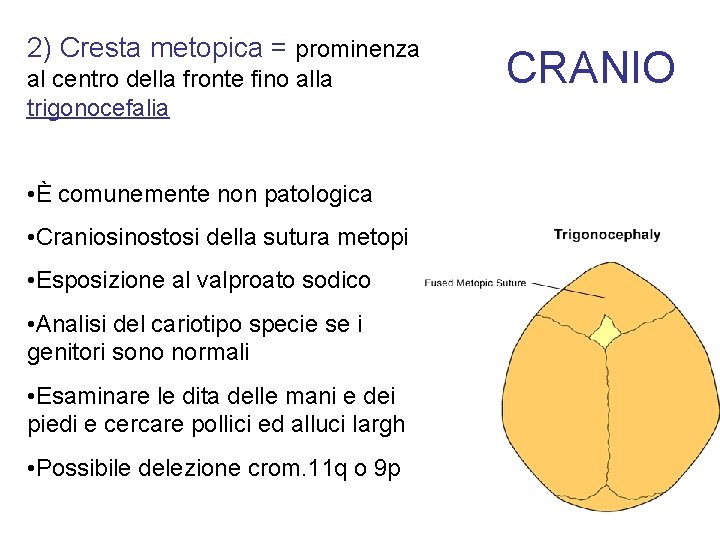 2) Cresta metopica = prominenza al centro della fronte fino alla trigonocefalia • È