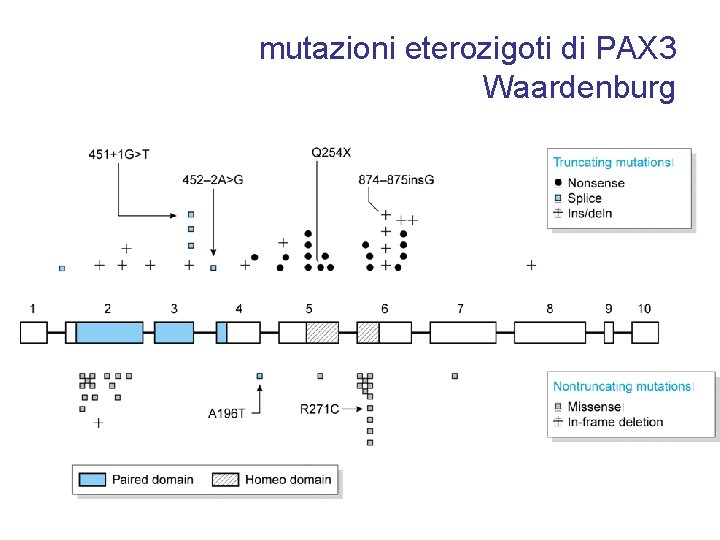 mutazioni eterozigoti di PAX 3 Waardenburg 