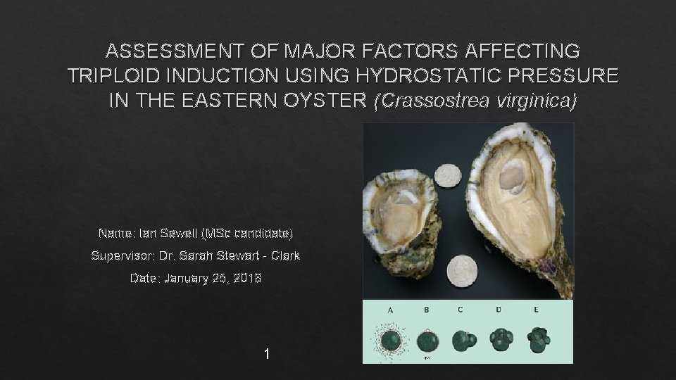 ASSESSMENT OF MAJOR FACTORS AFFECTING TRIPLOID INDUCTION USING HYDROSTATIC PRESSURE IN THE EASTERN OYSTER