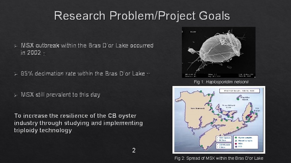 Research Problem/Project Goals Ø MSX outbreak within the Bras D’or Lake occurred in 2002