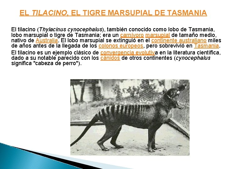 EL TILACINO, EL TIGRE MARSUPIAL DE TASMANIA El tilacino (Thylacinus cynocephalus), también conocido como