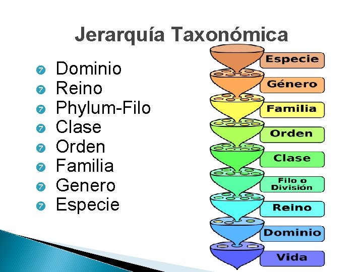 Jerarquía Taxonómica Dominio Reino Phylum-Filo Clase Orden Familia Genero Especie 