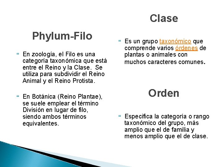 Clase Phylum-Filo En zoología, el Filo es una categoría taxonómica que está entre el