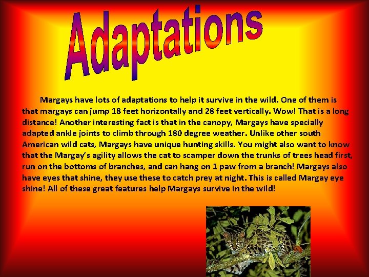 Margays have lots of adaptations to help it survive in the wild. One of