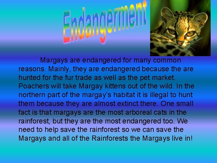 Margays are endangered for many common reasons. Mainly, they are endangered because the are