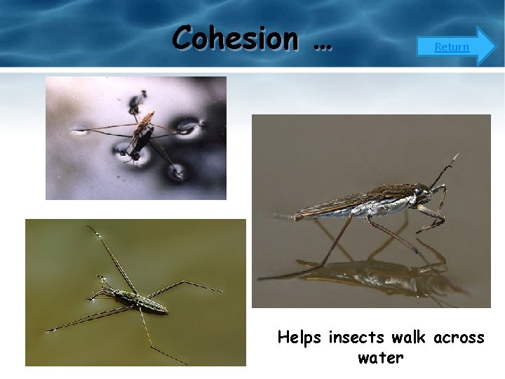 Cohesion … Return Helps insects walk across water 