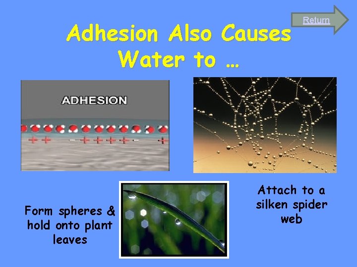 Adhesion Also Causes Water to … Form spheres & hold onto plant leaves Return