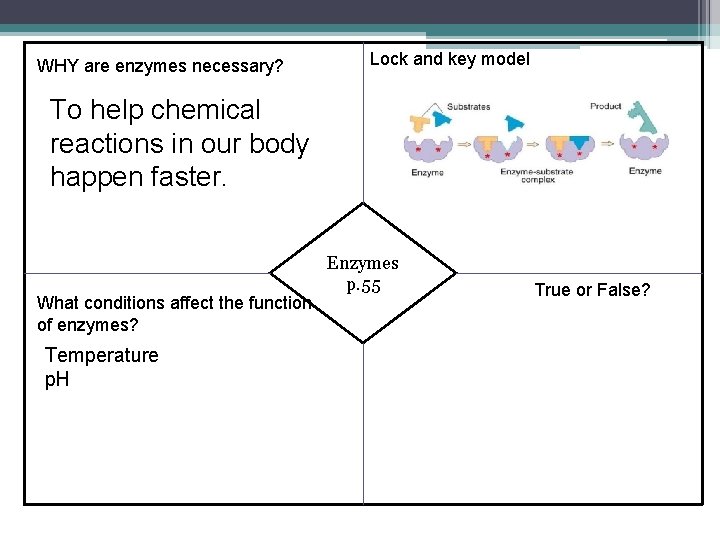 WHY are enzymes necessary? Lock and key model To help chemical reactions in our