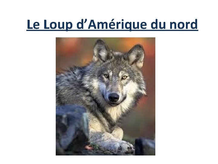 Le Loup d’Amérique du nord Le Loup d’Amérique du nord