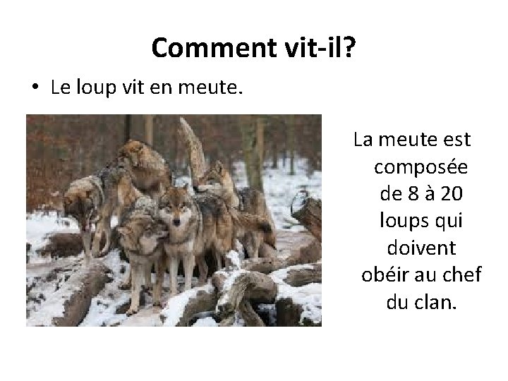 Comment vit-il? • Le loup vit en meute. La meute est composée de 8 Comment vit-il? • Le loup vit en meute. La meute est composée de 8