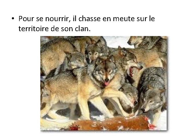 • Pour se nourrir, il chasse en meute sur le territoire de son • Pour se nourrir, il chasse en meute sur le territoire de son