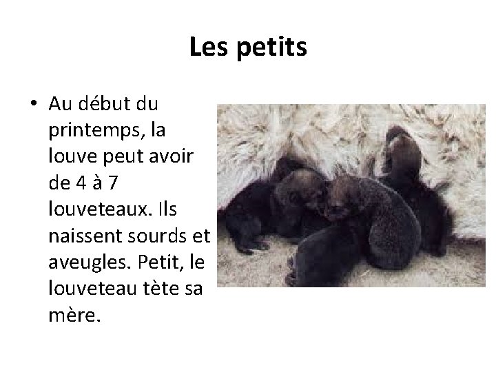 Les petits • Au début du printemps, la louve peut avoir de 4 à Les petits • Au début du printemps, la louve peut avoir de 4 à
