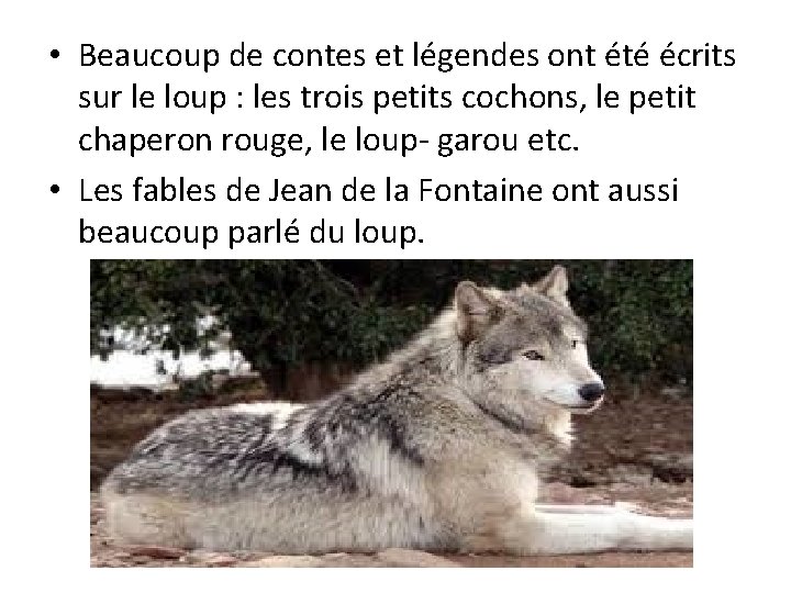 • Beaucoup de contes et légendes ont été écrits sur le loup : • Beaucoup de contes et légendes ont été écrits sur le loup :