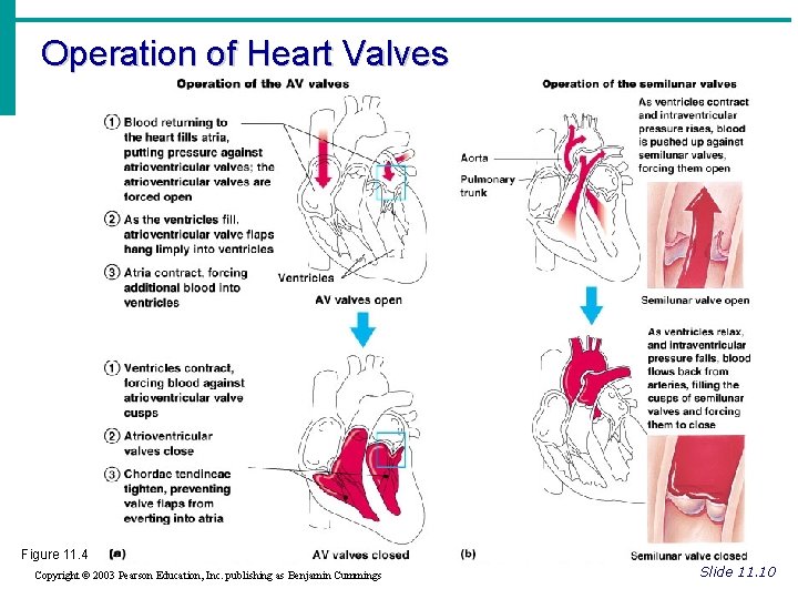 Operation of Heart Valves Figure 11. 4 Copyright © 2003 Pearson Education, Inc. publishing