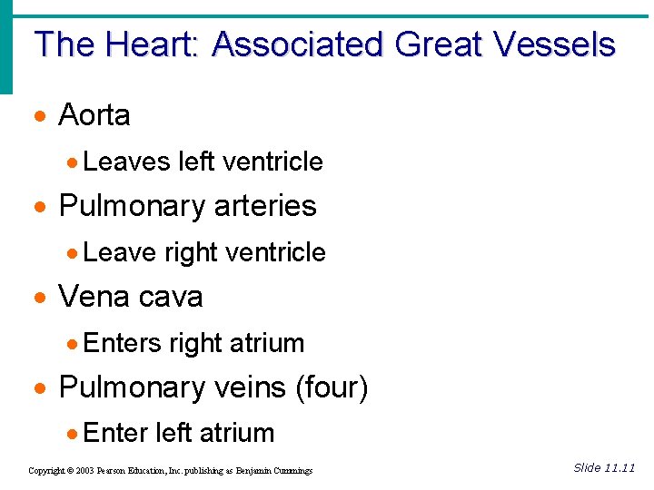 The Heart: Associated Great Vessels · Aorta · Leaves left ventricle · Pulmonary arteries