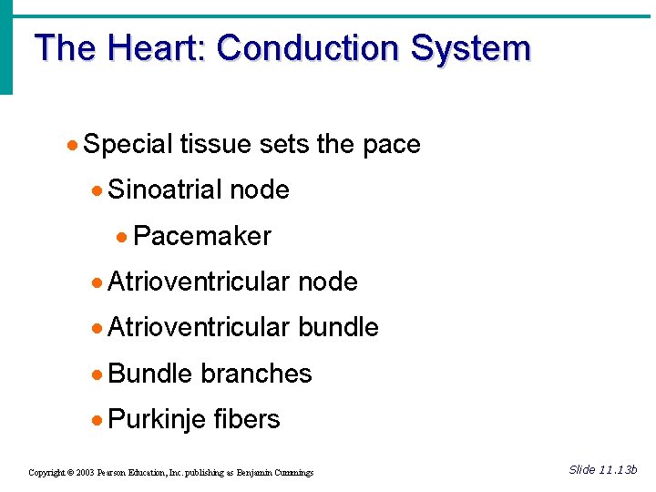 The Heart: Conduction System · Special tissue sets the pace · Sinoatrial node ·