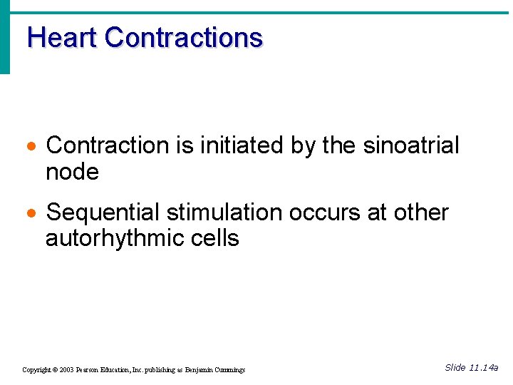 Heart Contractions · Contraction is initiated by the sinoatrial node · Sequential stimulation occurs