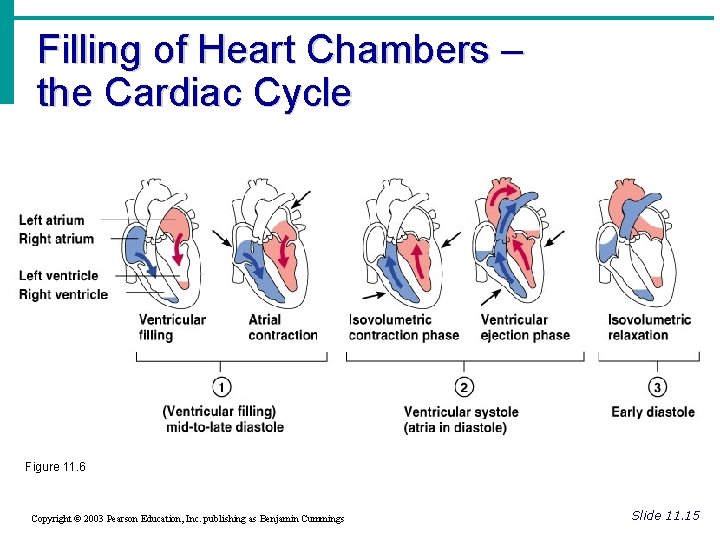 Filling of Heart Chambers – the Cardiac Cycle Figure 11. 6 Copyright © 2003