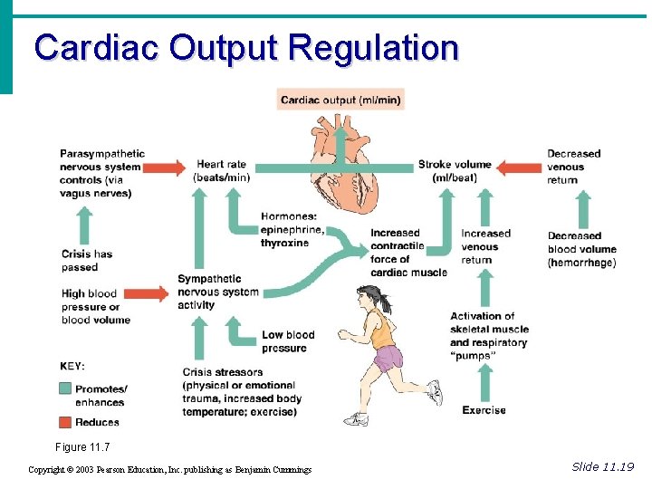 Cardiac Output Regulation Figure 11. 7 Copyright © 2003 Pearson Education, Inc. publishing as
